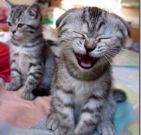 foto di animali divertenti_thumb[1]